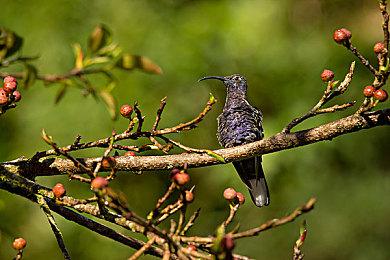 无主之地3导剪版秘藏卡片3现已推出 11月26日之前组队刷宝乐！